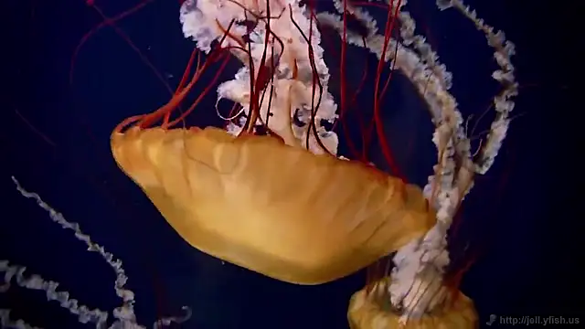 streamy_test15 webcam