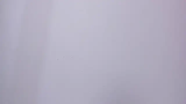 foxy__isabella webcam