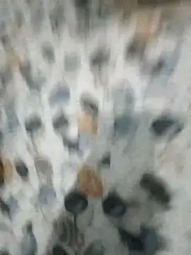 Preview of leomegha2026