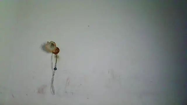 DannetteCosenza webcam