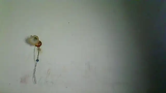 DannetteCosenza webcam