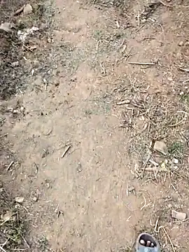 desi_alpha_boy webcam