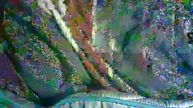 ON3YOULLN3VER_FIR3 webcam