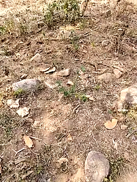 desi_alpha_boy webcam