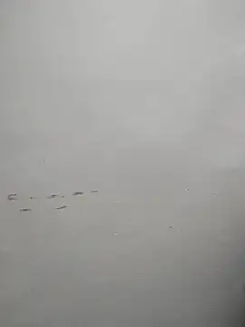 shona_babu- (F young) - #anal #anal-doggy-style #anal-fingering #anal-indian #anal-masturbation #anal-young #best #best-young #big-nipples #big-tits #big-tits-anal #big-tits-doggy-style #big-tits-hairy #big-tits-indian #big-tits-young #bisexuals #black-hair #black-hair-young #cam2cam #cheapest-privates #cheapest-privates-best #cheapest-privates-indian #cheapest-privates-young #cock-rating #dirty-talk #doggy-style #erotic-dance #fingering #fingering-indian #fingering-young #flashing #gape #hairy #hairy-armpits #hairy-young #hd #hindi #humiliation #indian #indian-young #jerk-off-instruction #long-hair #masturbation #medium #mobile #mobile-young #most-affordable-cam2cam #new #new-black-hair #new-cheapest-privates #new-indian #new-mobile #new-young #romantic #romantic-indian #romantic-young #sexting #small-audience #striptease #striptease-indian #striptease-young #young