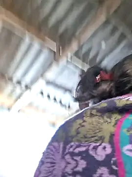 riyadas554321 webcam