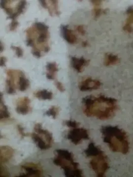 princealmorocco (Ask my age) - CAN YOU HANDLE MY MONSTR COCK♥️♥️