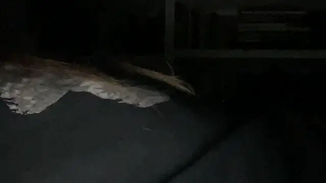 dddasani - Dddasani's free webcam - UK Sex Cams