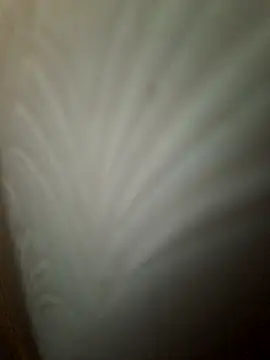 cockforpussy1508 (Ask my age) - Full nude show hairy cock