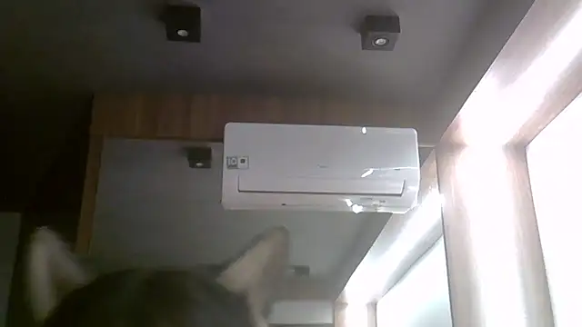 SkinnyKitten webcam