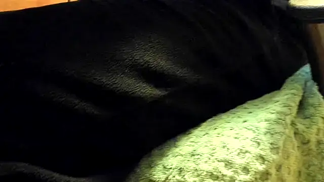 leccaleccafiga webcam