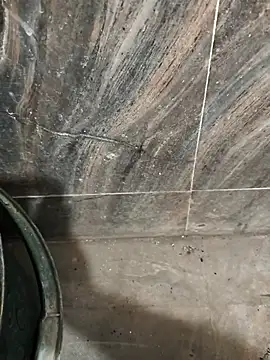 Bengal_Tiger420 webcam