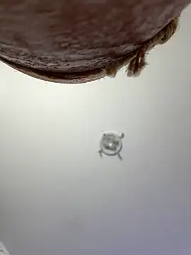 DaliyaArabian webcam