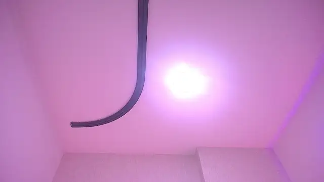 _carolina_fox webcam