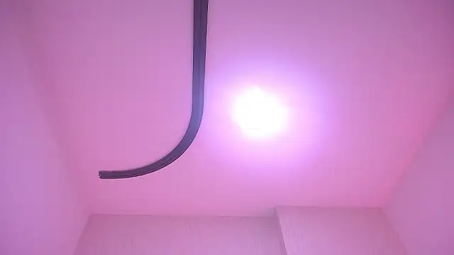 _carolina_fox webcam