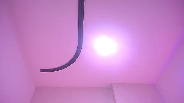 _carolina_fox webcam