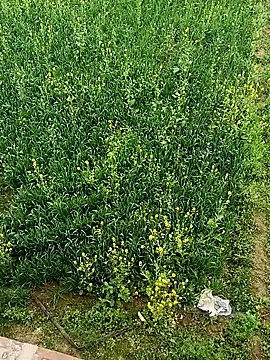 Hot_bhabhi300 webcam