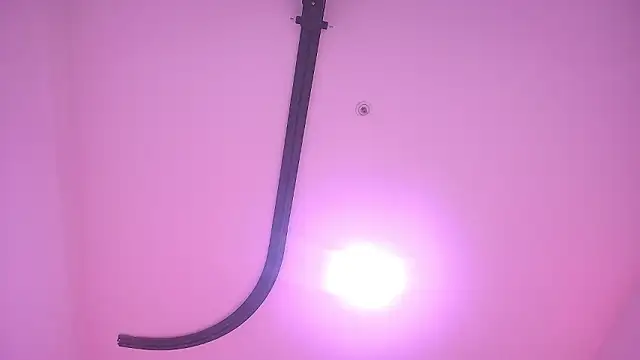 _carolina_fox webcam