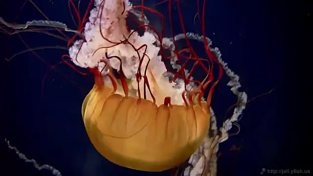 streamy_test12 webcam