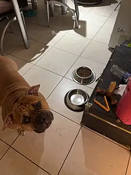 PichyPrettyPussy webcam