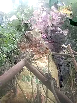 Live sex cam of cutebobi