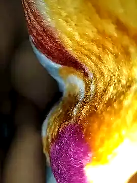 Raj-rajendri__sexy24 webcam