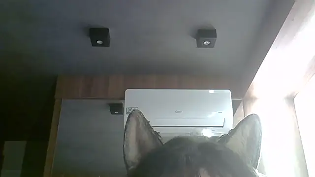 SkinnyKitten webcam