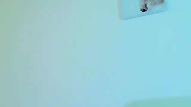 king_falconer webcam