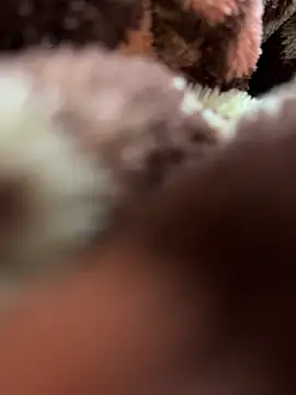 Horny__daddy0 webcam