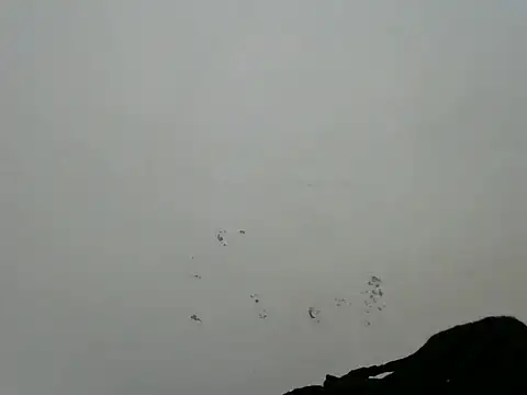 Rasta_tattooed webcam