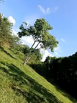 MonasticCanine webcam