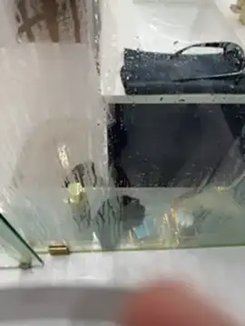 carlospingalinda webcam