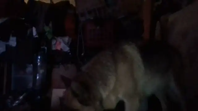 Preview of 81grandplusthis