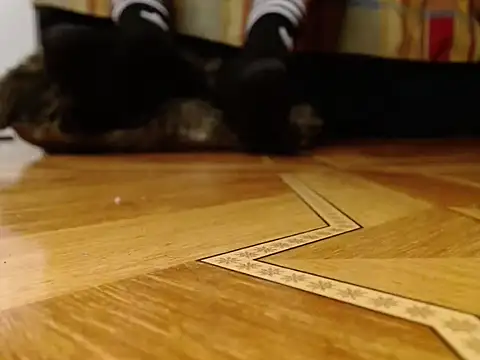 alphaswitchard webcam