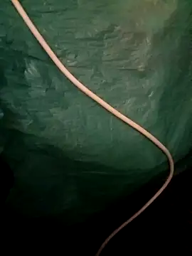 coralnoise42 (M young) - Chocolate