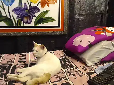 tsbrownmorena69 webcam