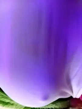 minoch-arab - Minoch-arab's free webcam - UK Sex Cams