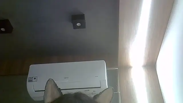 Modelo: SkinnyKitten