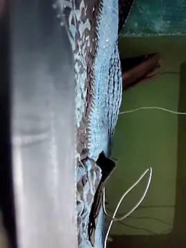 Chanchal_pande webcam