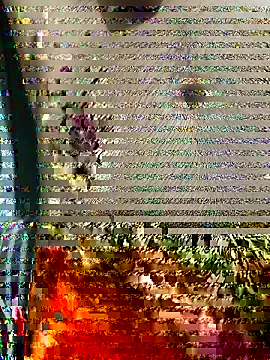 indianbull001 webcam