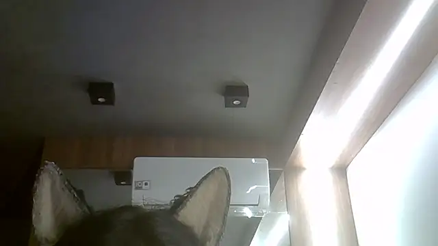 SkinnyKitten webcam