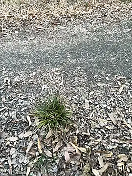 SL_NIKI_PUBLIC webcam