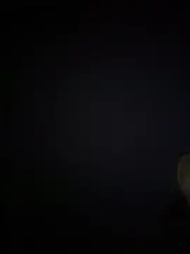 curis4270panda webcam