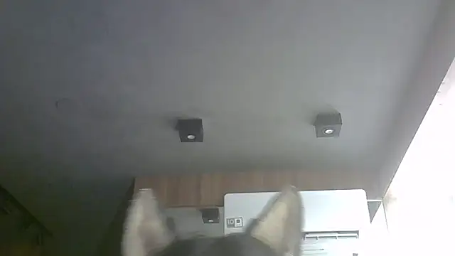 skinnykitten - SkinnyKitten's free webcam