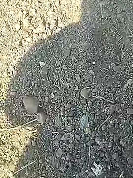 Desi_boy_fuck webcam