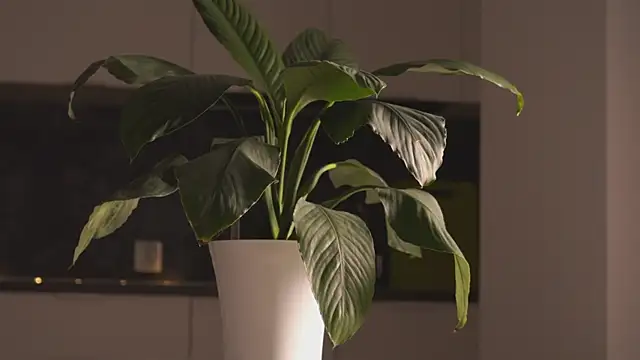 eleniroeber (F teen) - Handbra