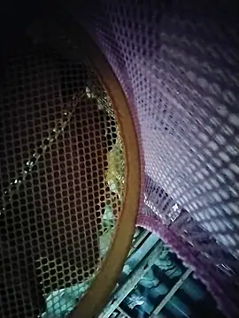 ashtoncooperr webcam