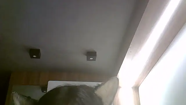 skinnykitten - SkinnyKitten's free webcam - UK Sex Cams