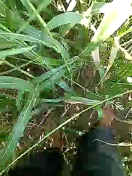 Desi_boy_fuck webcam