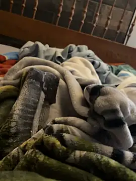 CollegeBull19 webcam